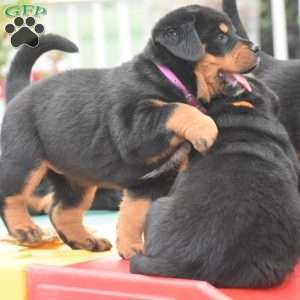 Aurora, Bernese Mountain Dog Mix Puppy
